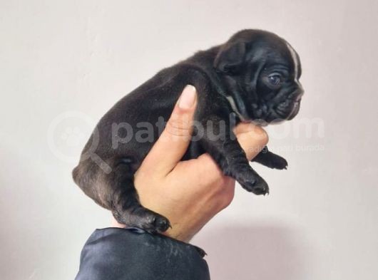Siyah Boncuk French Yavrumuz görsel