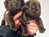 Çikolata Labrador  Bebekler