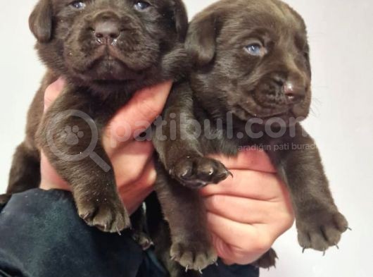 Çikolata Labrador  Bebekler görsel