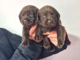 Çikolata Labrador  Bebekler