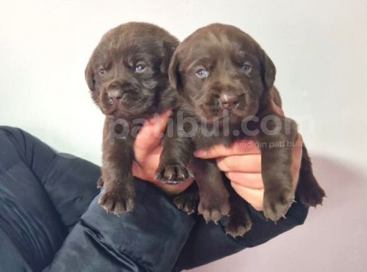 Çikolata Labrador  Bebekler görsel