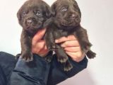 Çikolata Labrador  Bebekler