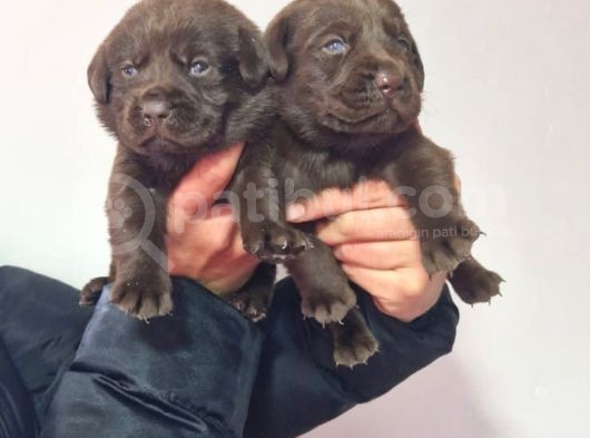 Çikolata Labrador  Bebekler görsel