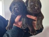 Çikolata Labrador  Bebekler