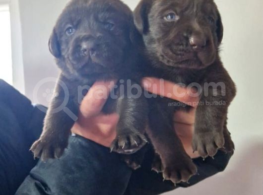 Çikolata Labrador  Bebekler görsel