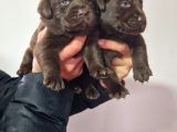 Çikolata Labrador  Bebekler