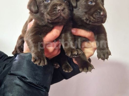 Çikolata Labrador  Bebekler görsel
