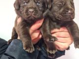 Çikolata Labrador  Bebekler