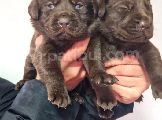 Çikolata Labrador  Bebekler görsel