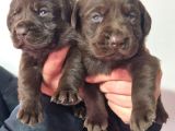 Çikolata Labrador  Bebekler