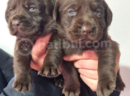 Çikolata Labrador  Bebekler görsel