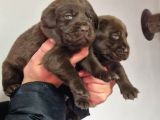 Çikolata Labrador  Bebekler