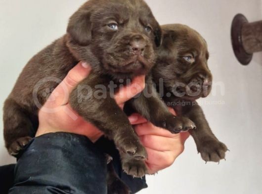 Çikolata Labrador  Bebekler görsel