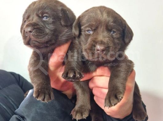 Çikolata Labrador  Bebekler