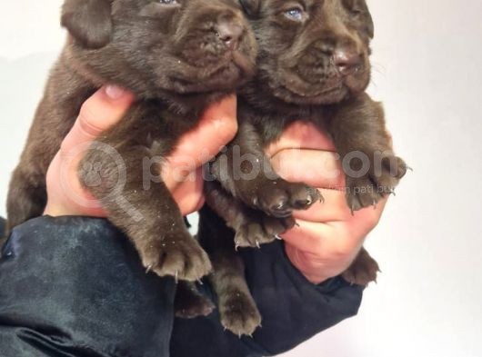 Çikolata Labrador  Bebekler görsel