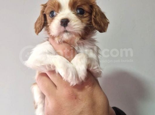 Cavalier Dişi Erkek Bebeklerimiz görsel
