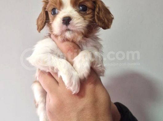 Cavalier Dişi Erkek Bebeklerimiz görsel