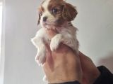 Cavalier Dişi Erkek Bebeklerimiz