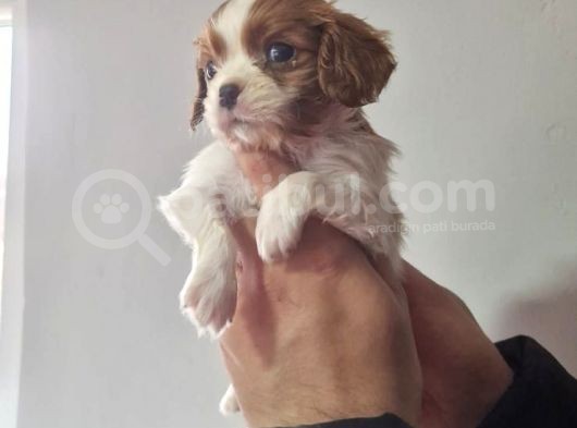 Cavalier Dişi Erkek Bebeklerimiz görsel