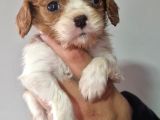 Cavalier Dişi Erkek Bebeklerimiz