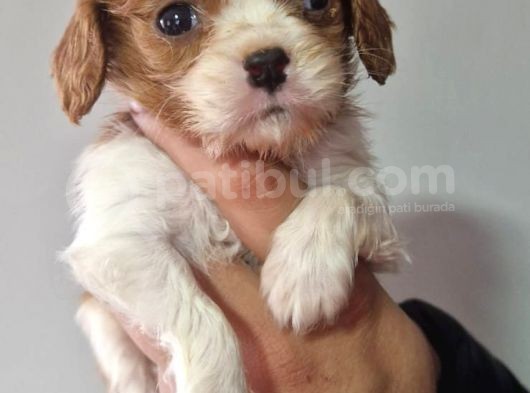 Cavalier Dişi Erkek Bebeklerimiz görsel
