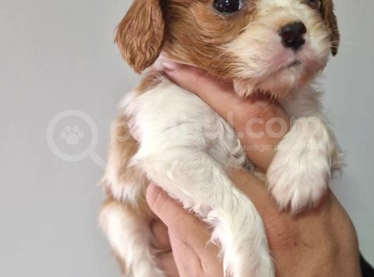 Cavalier Dişi Erkek Bebeklerimiz görsel