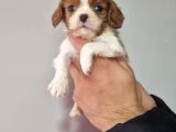 Cavalier Dişi Erkek Bebeklerimiz