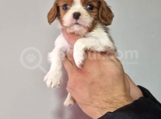Cavalier Dişi Erkek Bebeklerimiz görsel