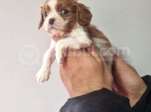 Cavalier Dişi Erkek Bebeklerimiz görsel