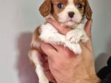 Cavalier dişi erkek bebeklerimiz