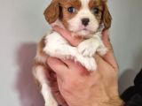 Cavalier Dişi Erkek Bebeklerimiz