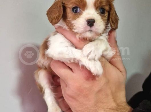Cavalier Dişi Erkek Bebeklerimiz görsel