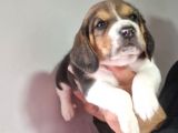 Erkek Beagle Yavrumuz