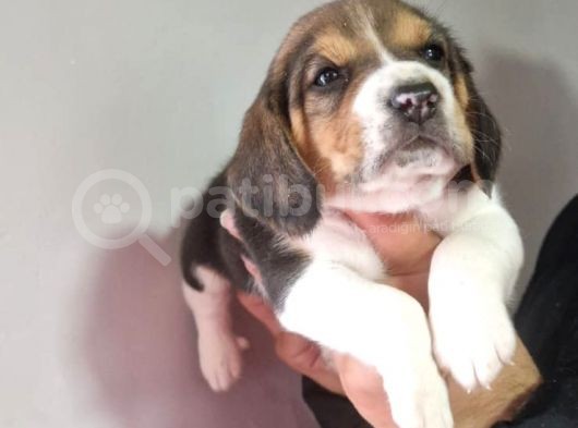 Erkek Beagle Yavrumuz görsel