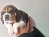 Erkek Beagle Yavrumuz