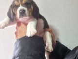 Erkek Beagle Yavrumuz