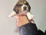 Erkek Beagle Yavrumuz