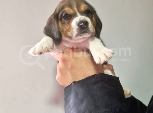 Erkek Beagle Yavrumuz görsel