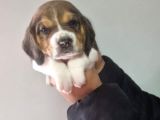 Erkek beagle yavrumuz