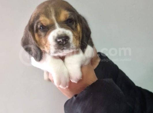 Erkek Beagle Yavrumuz