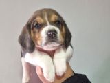 Erkek Beagle Yavrumuz