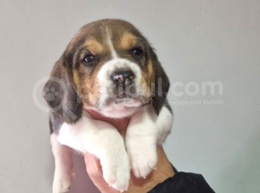 Erkek Beagle Yavrumuz görsel