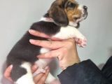 Erkek Beagle Yavrumuz