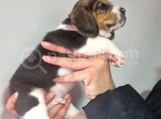 Erkek Beagle Yavrumuz görsel