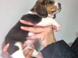 Erkek Beagle Yavrumuz