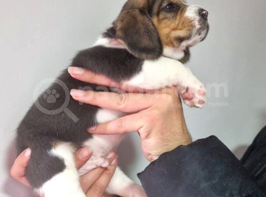Erkek Beagle Yavrumuz görsel