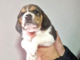 Erkek Beagle Yavrumuz