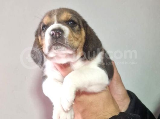 Erkek Beagle Yavrumuz görsel