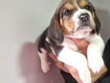Erkek Beagle Yavrumuz
