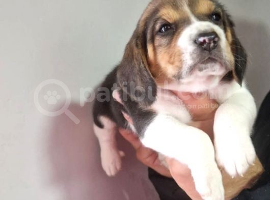 Erkek Beagle Yavrumuz görsel